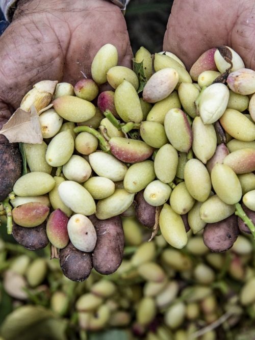 Pistacchio